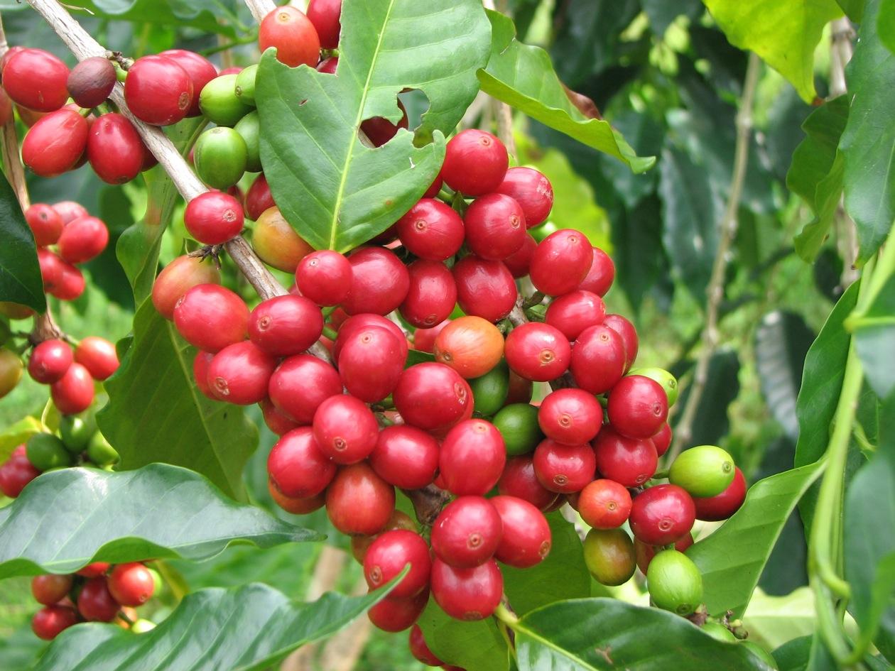 coffee tours near hilo